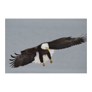 ハクトウワシ bald eagle