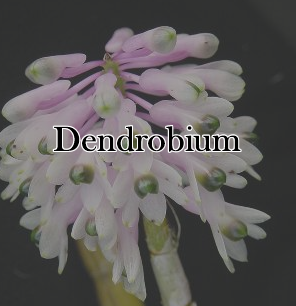 デンドロビウム