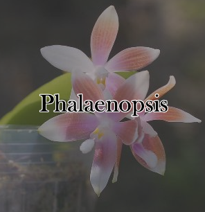 ファレノプシス