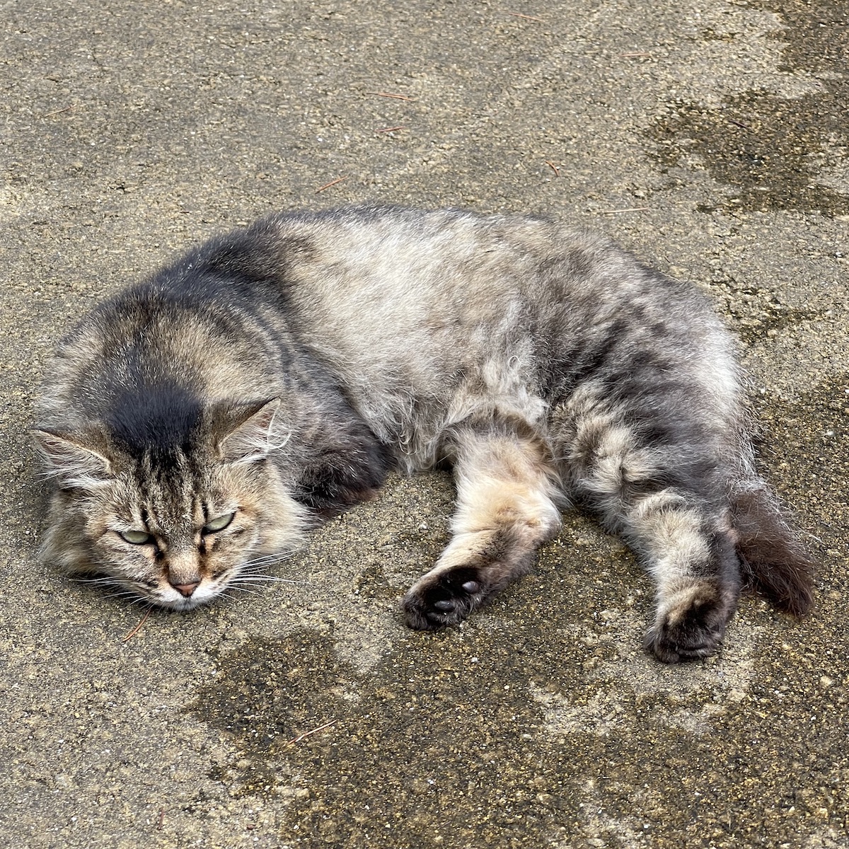 Siberian Cat (Summer Cut)