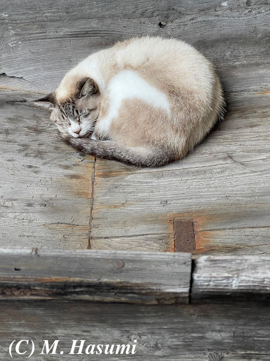 sleeping cat in wooden ship