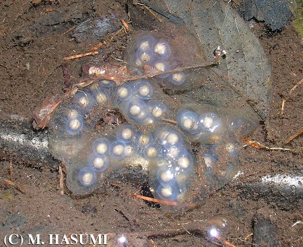 Egg Sacs at Open Area