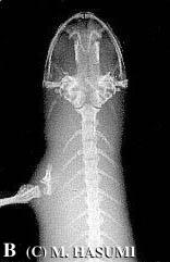 Limb (X-ray)
