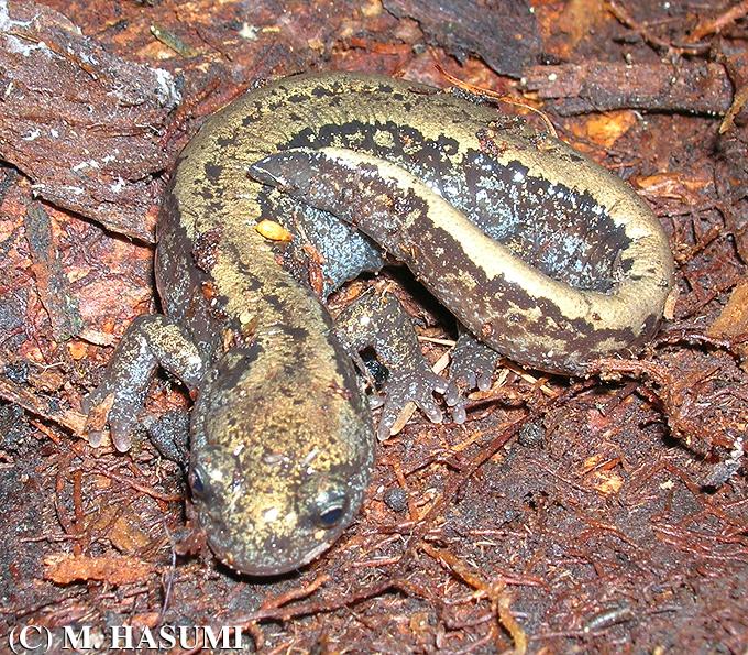 Male Siberian Salamander