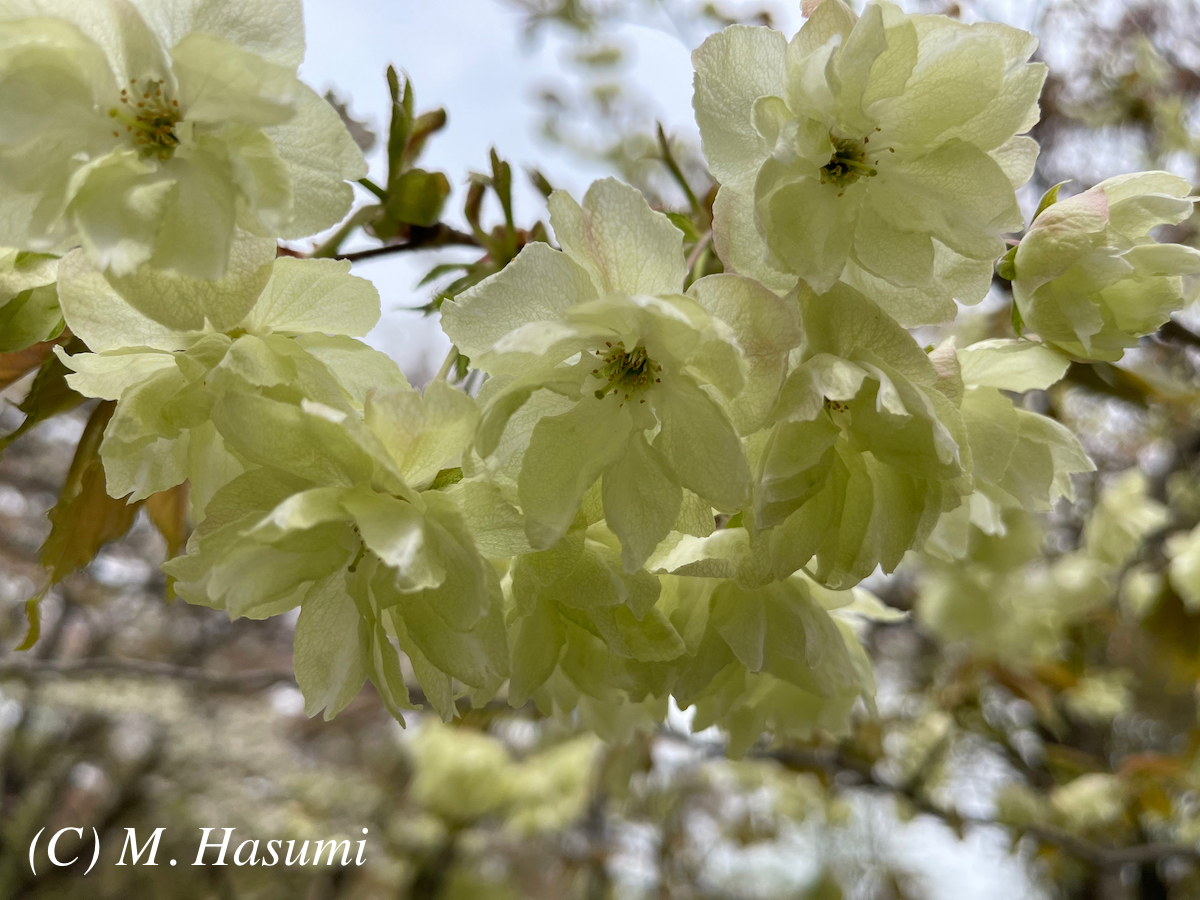 ukon-zakura cherry blossoms