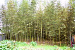 石川から寺内町へ通じる一帯には竹林が残っています。