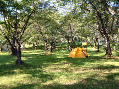 桜林公園キャンプ場