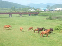 鉄橋と馬