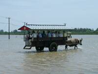 由布島に渡る水牛車