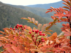 ナナカマドは葉と実が赤くなっている