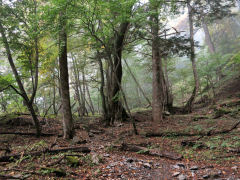 うっすら霧がかかる林の中のゆるやかな登山道