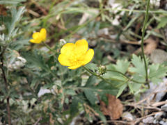 黄色い花はミヤマキンポウゲかな