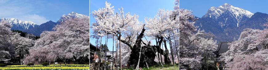 実相寺の桜と甲斐駒