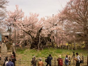 資料2 写真　実相寺の山高神代桜
