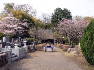 写真4　命徳寺の参道と本堂