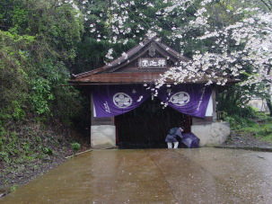 釈迦堂と桜と雨