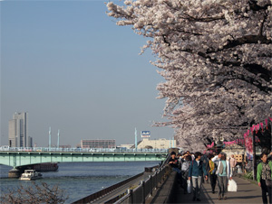 写真3　隅田川沿いの桜並木（墨田区側）　前方の橋は言問橋（ことといばし）