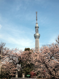 写真4　東京スカイツリーを背景とした隅田公園の桜（墨田区側）