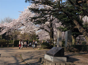 写真5　隅田公園　公園内には牛島神社や日本庭園がある（墨田区側）