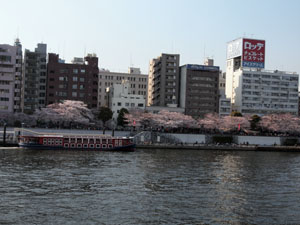 写真6　東京観光汽船水上バスと隅田公園の桜（台東区側）