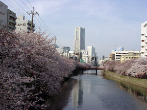 写真1　大岡川の桜の風景（黄金橋から下流方向を望む）
