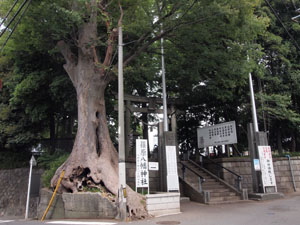 写真1　篠原八幡神社入口周辺状況　ケヤキの大木がある
