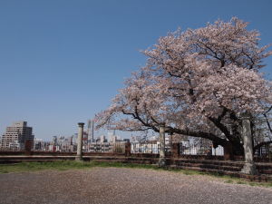 百段公園の桜