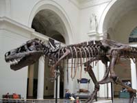 SUE - Tyrannosaurus Rex