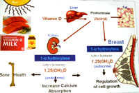ビタミンD代謝経路