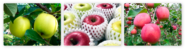 りんご商品イメージ