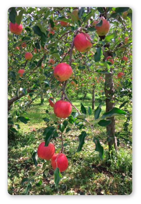 りんご畑イメージ