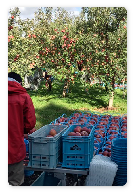 りんご畑での収穫イメージ