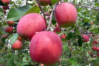 安心・安全、無農薬栽培の青森りんご販売「自然農園 幸四園」