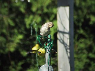 Pine Siskin? & Goldfinch