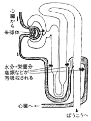 排出(泌尿器)系のはたらき