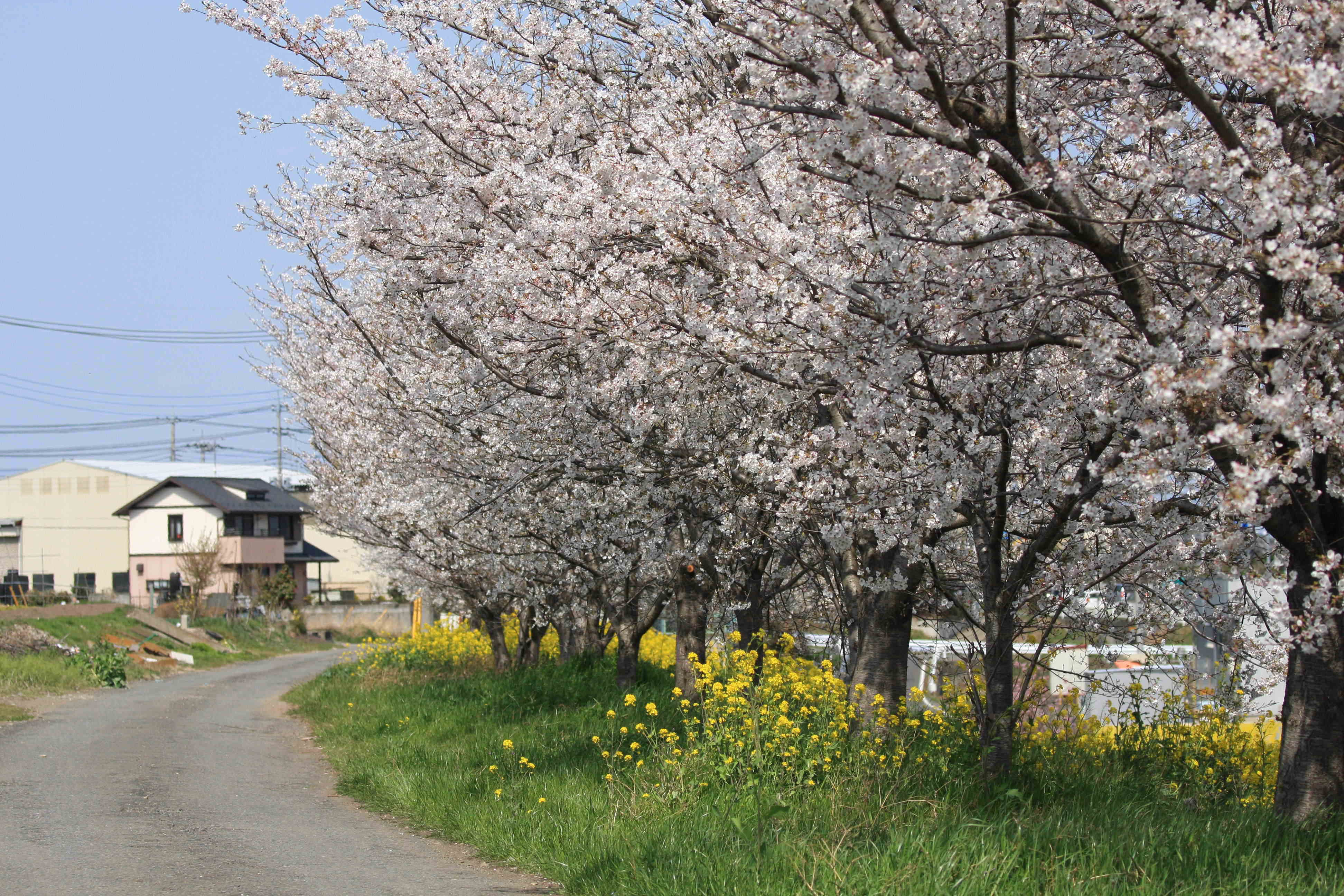 syakugikoue_sakura