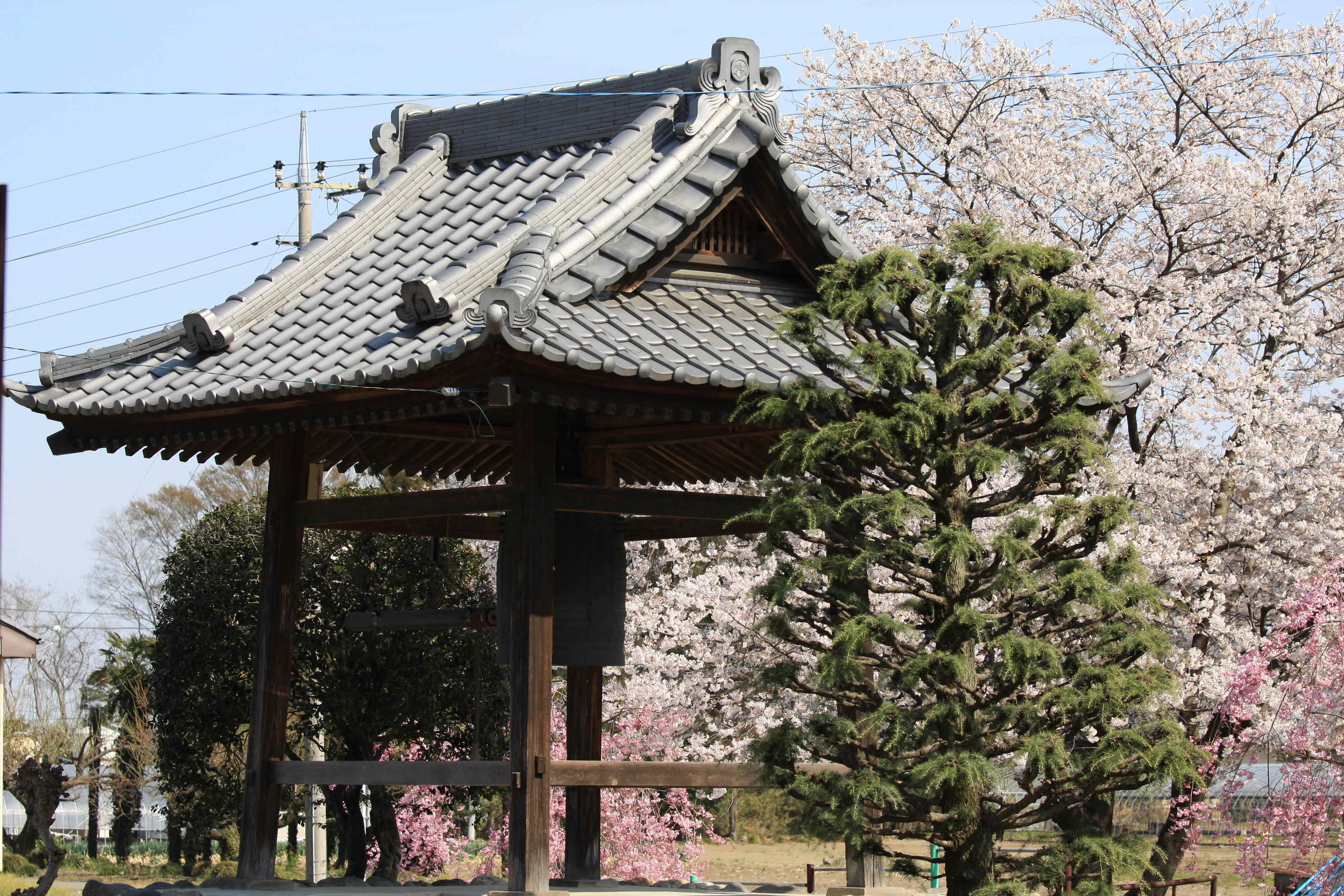 yakuougi_sakura