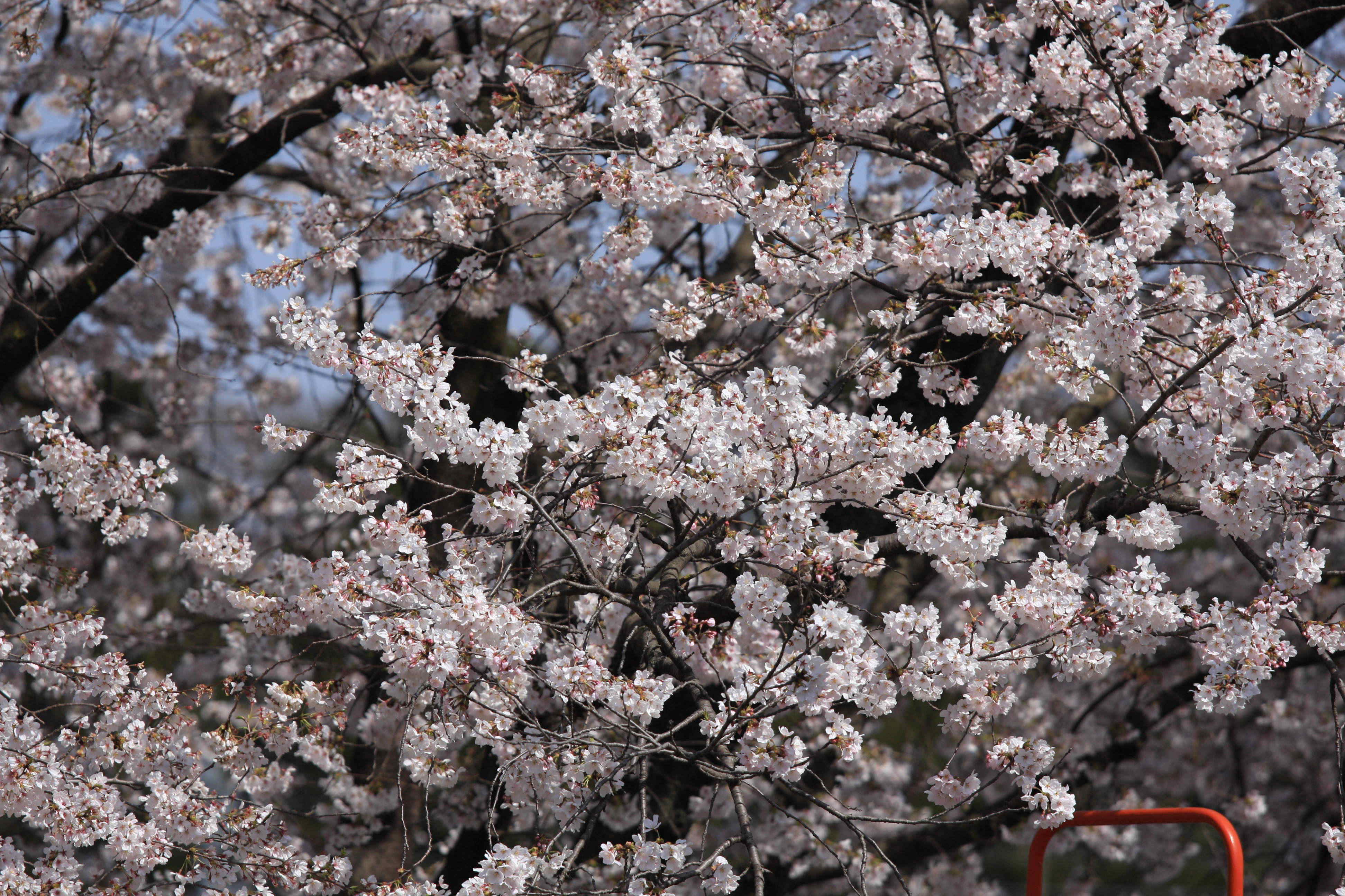 sakura_someiyoshino