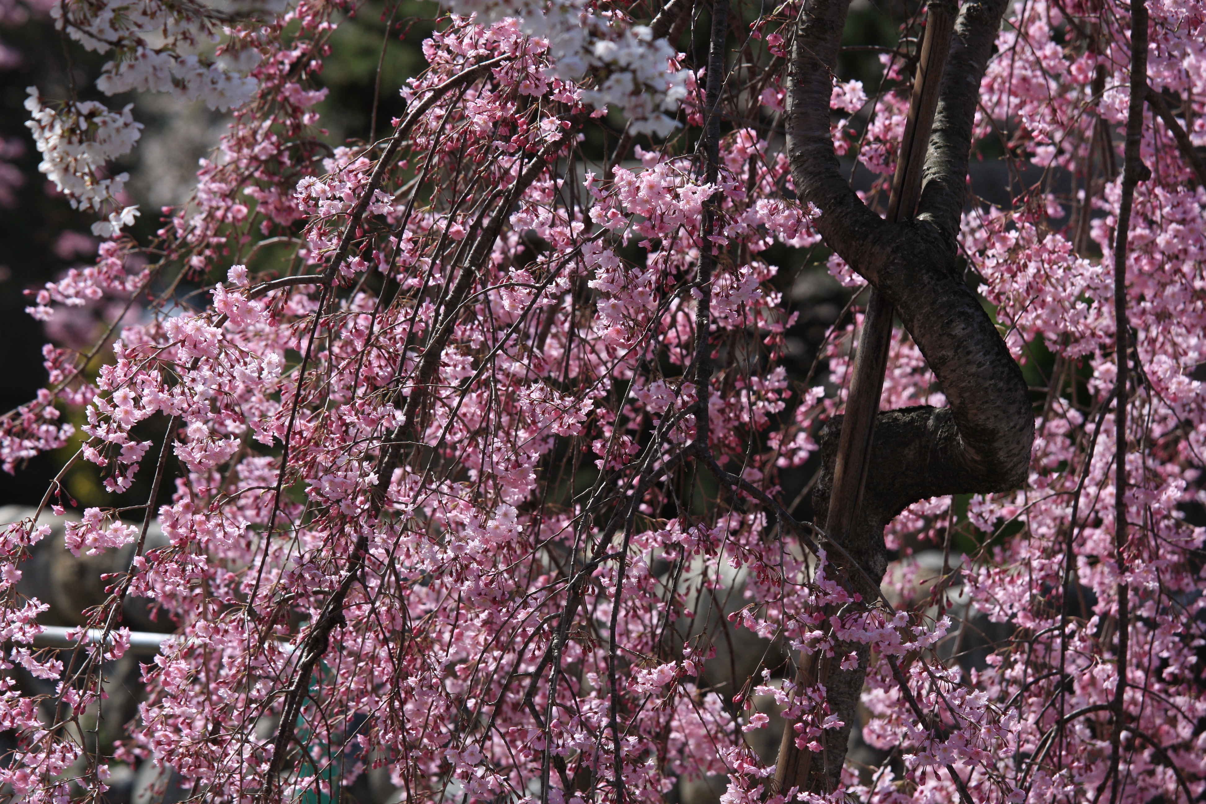 shidaresakura