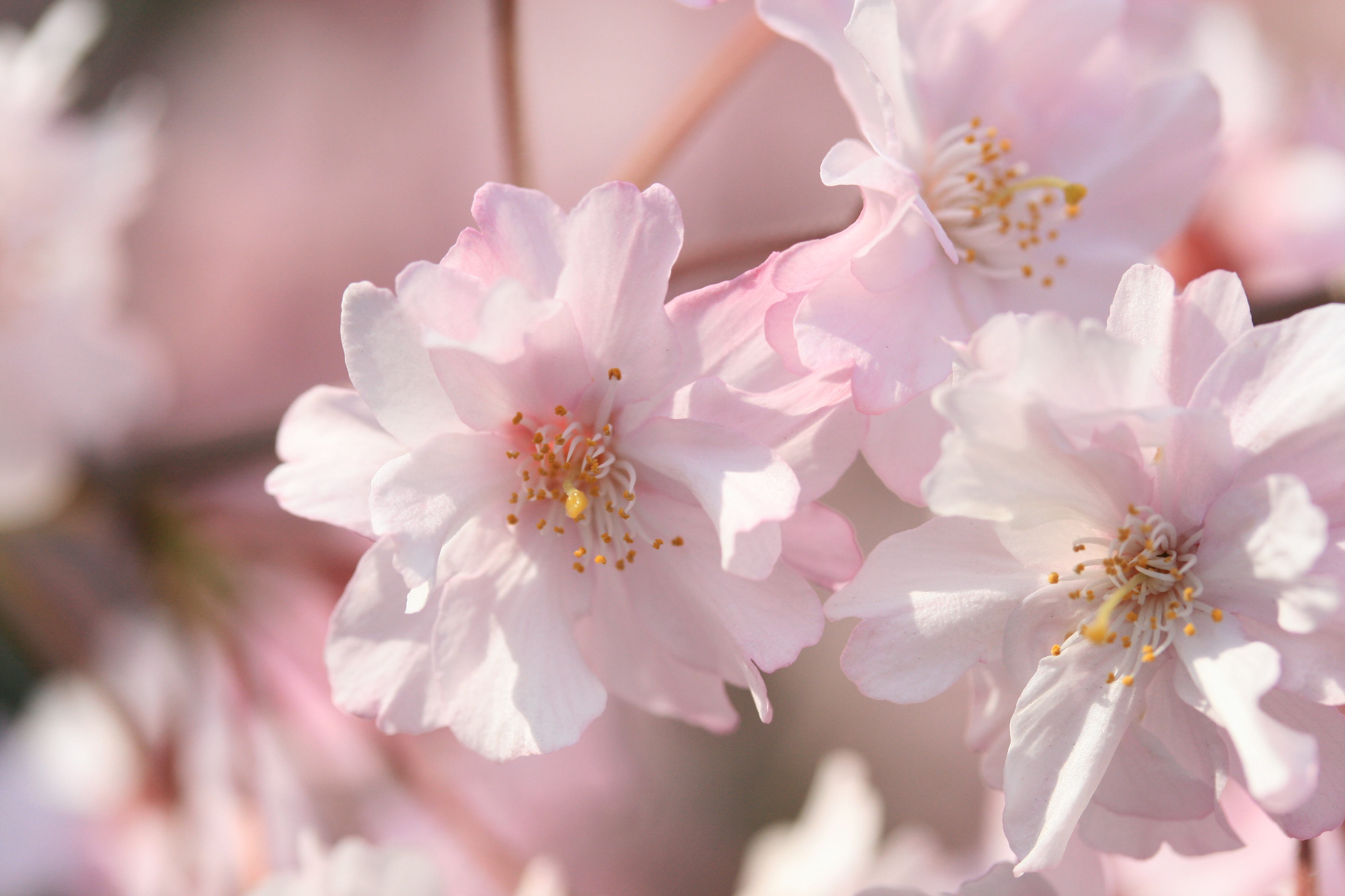 shidaresakura
