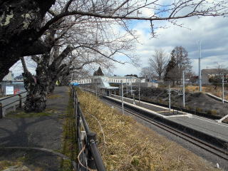 夜ノ森の駅周辺には桜の木が植えられていて、ツツジだけでなく、桜でも有名な所だ
