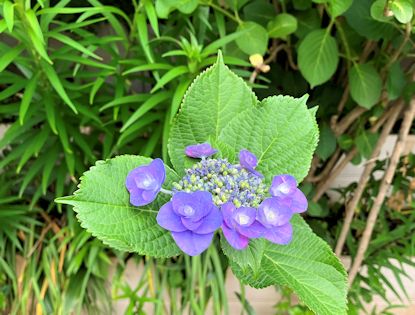 紫陽花