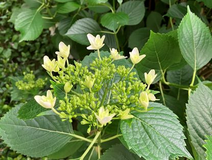 紫陽花