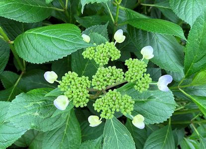 紫陽花