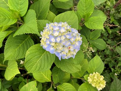 紫陽花