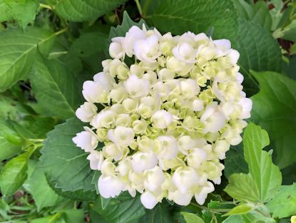 紫陽花