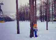 ���΂̗��؂ƁE�E�E�ł��A��N�̖؂͖�������