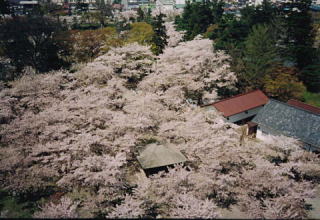鶴ケ城天守閣からの桜