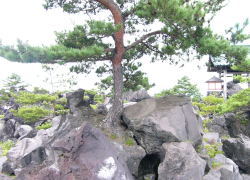 岩から生える松の木