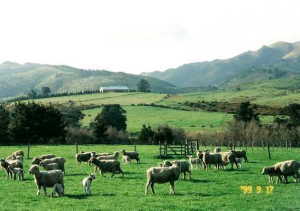 Manera's Farm at Oxford, NZ
